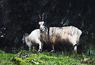 Wild welsh mountain goats