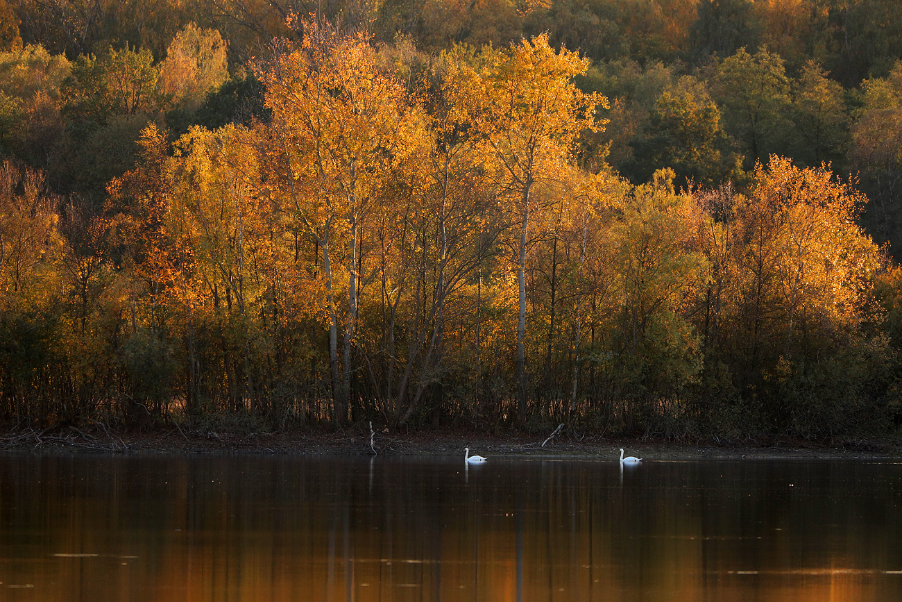 Goldener Herbst (Forum Für Naturfotografen)