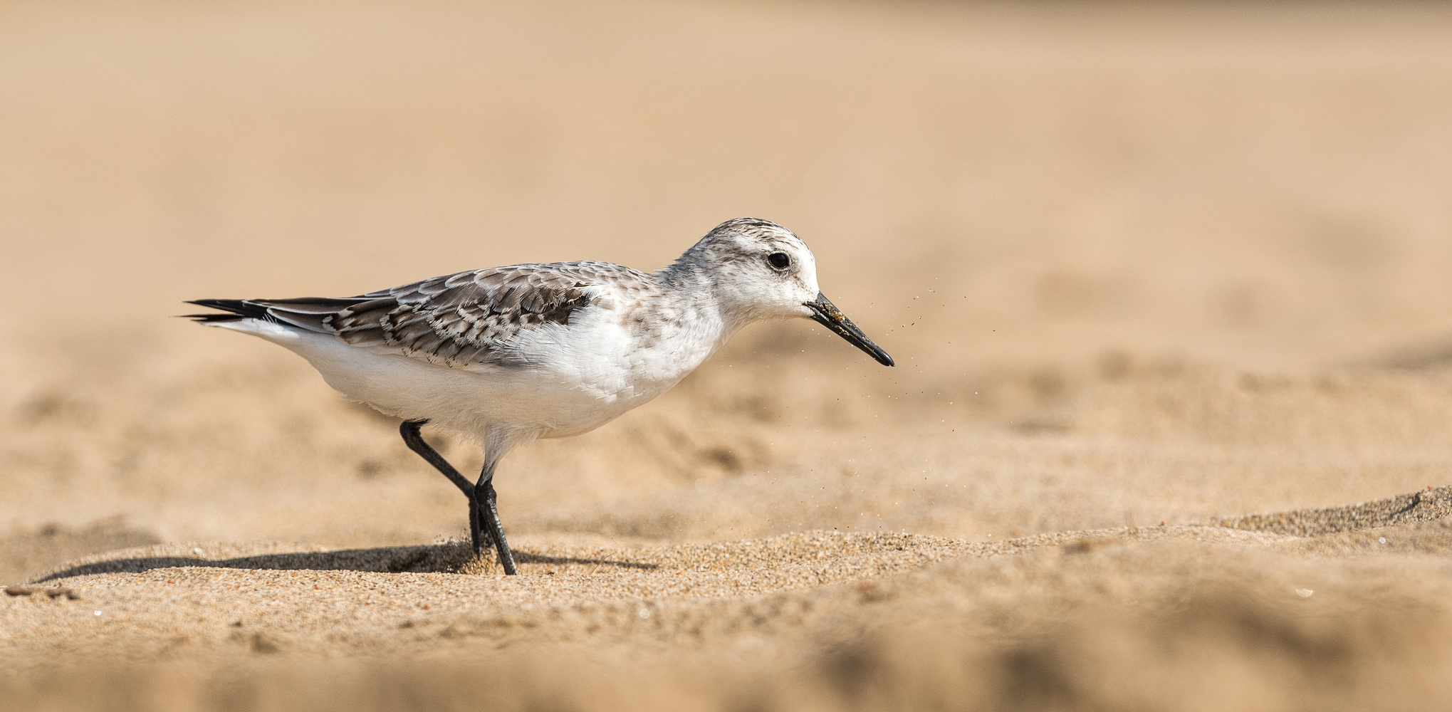 ____Sanderling___