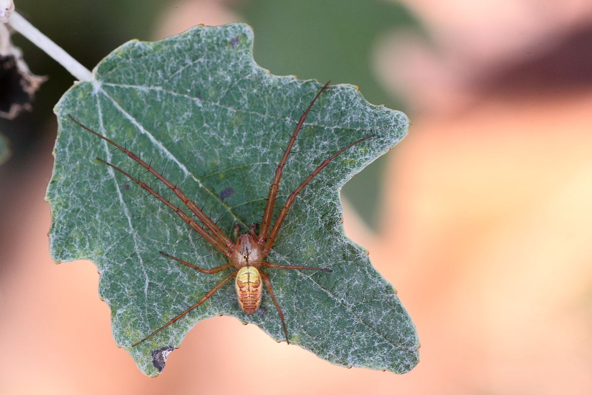 Herbstspinne