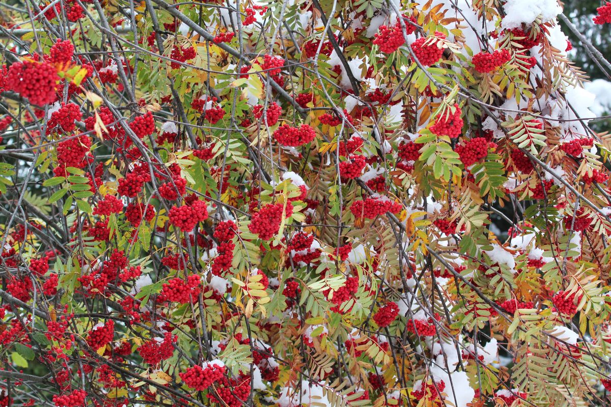 Herbst (Forum für Naturfotografen)