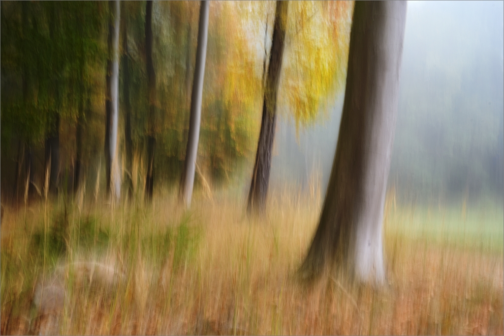 Lichtung im Nebel