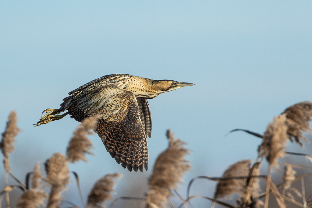 Rohrdommel,Botaurus stellaris