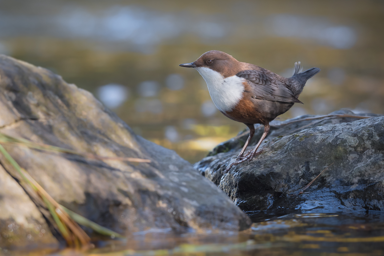 ++Immer am Streiten++ (Forum für Naturfotografen)