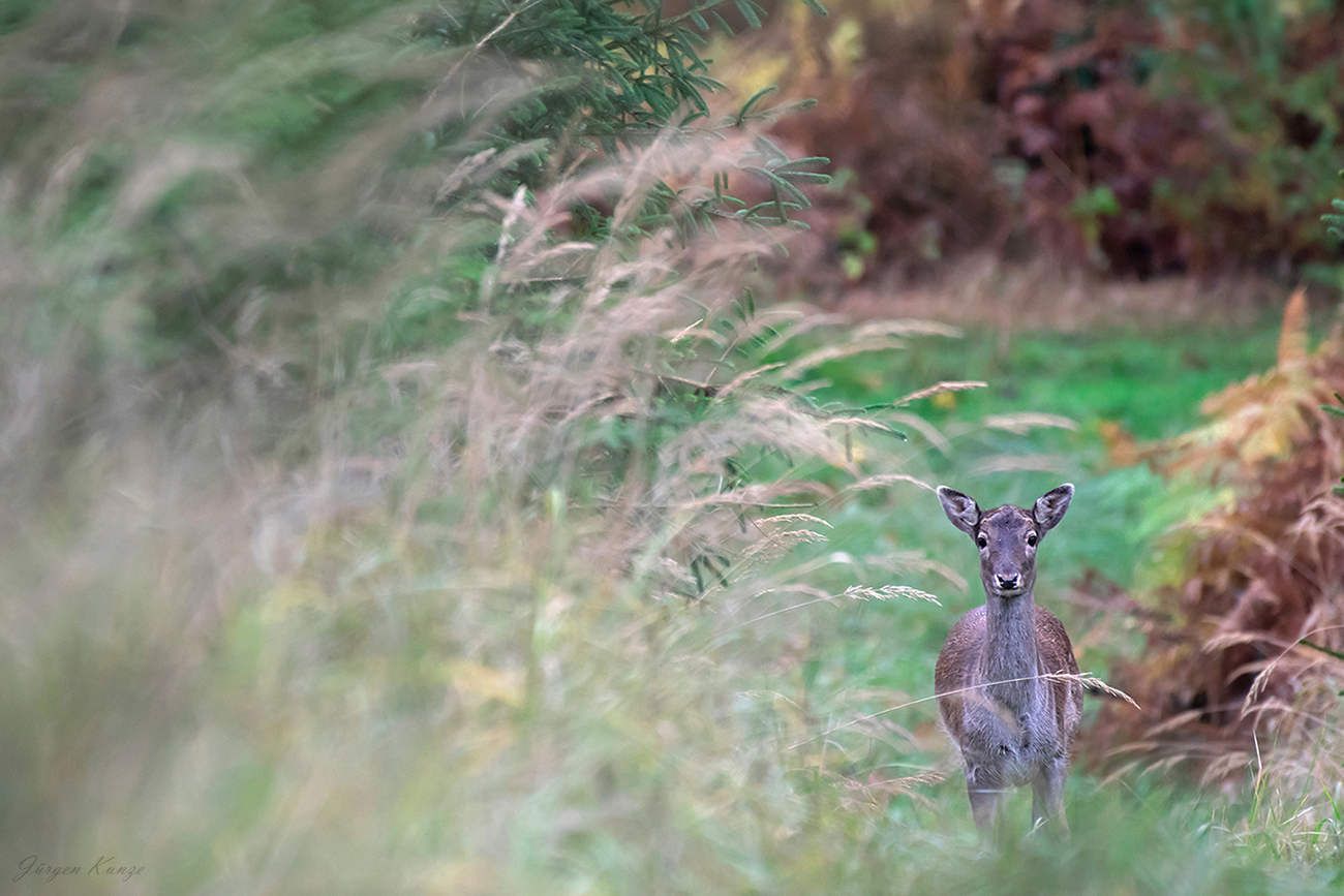 Im Dam(en)wald
