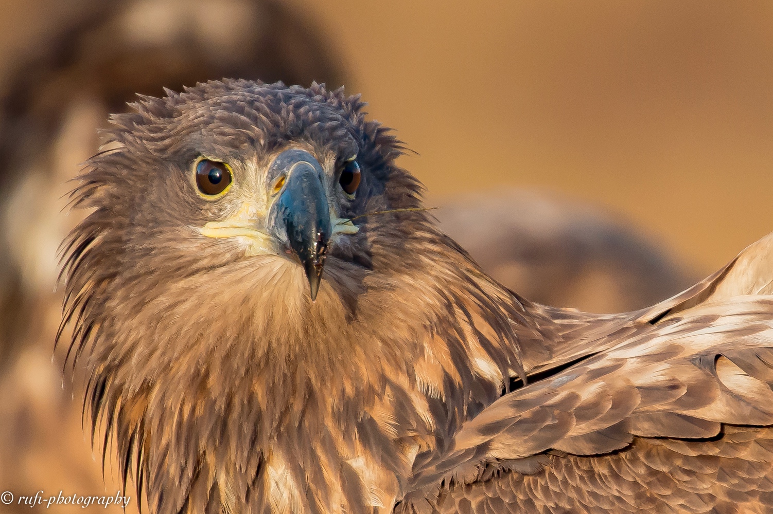 jüngerer Seeadler im Portrait