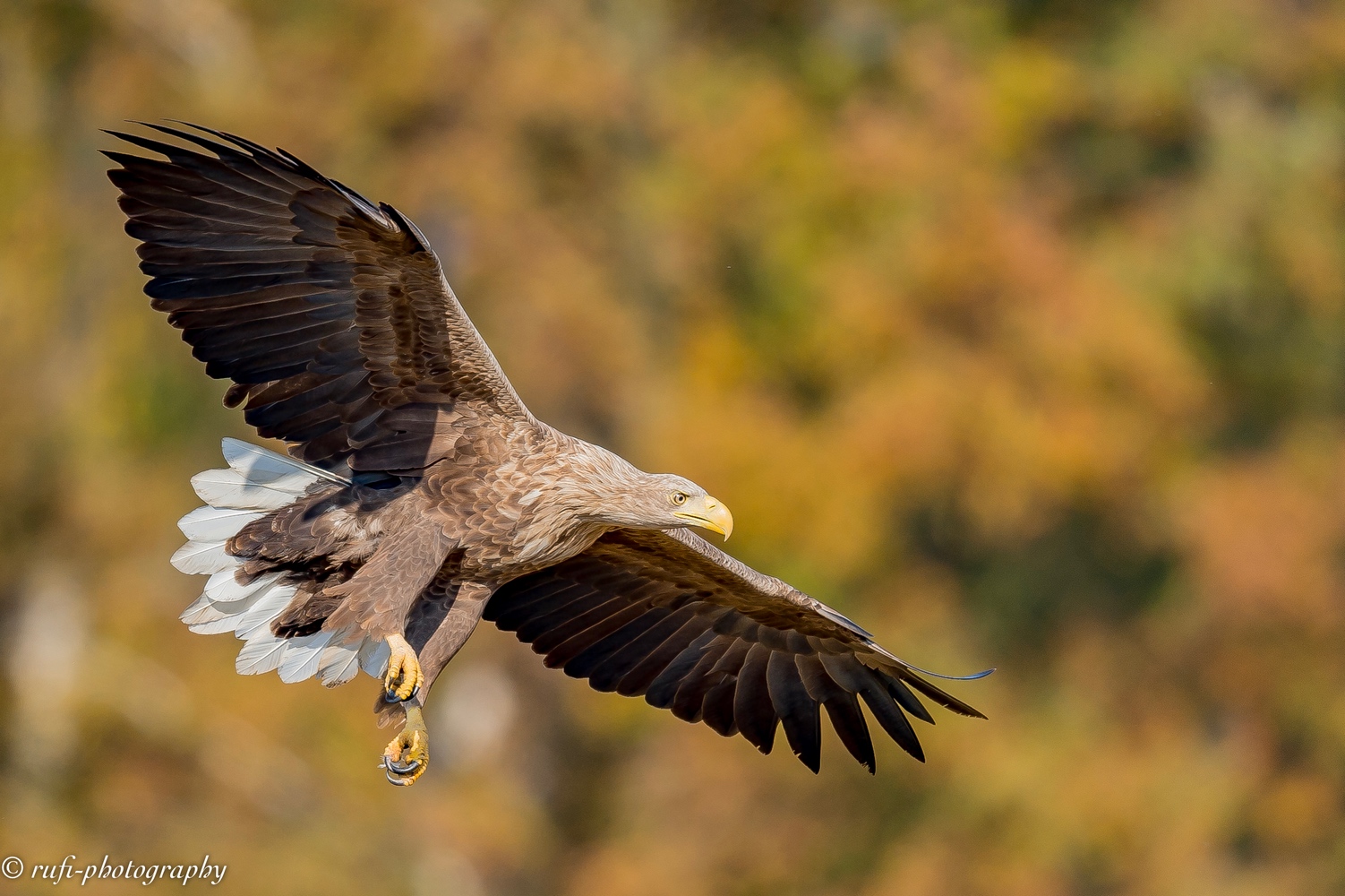 adulter Seeadsler im Anflug