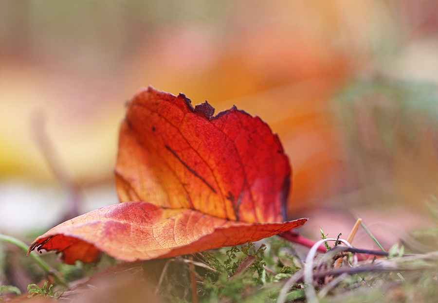 Beitrag zum Herbst