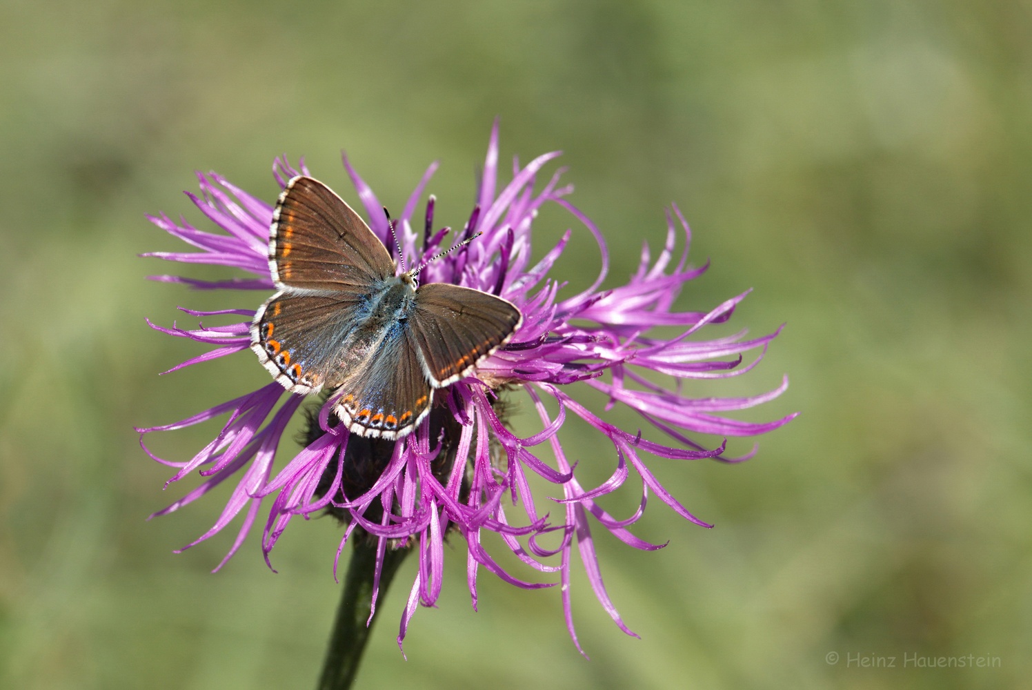 Himmelblauer Bläuling