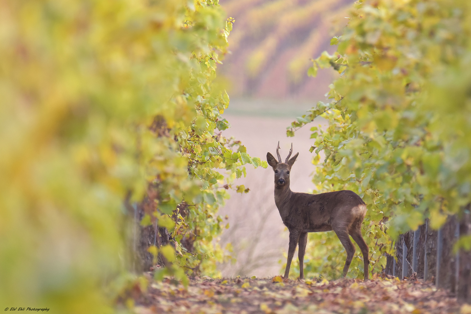 Herbstbock