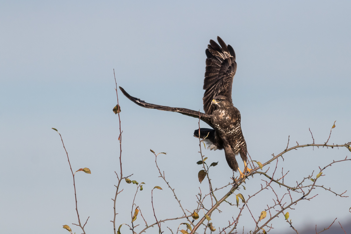 Mäusebussard im Abflug