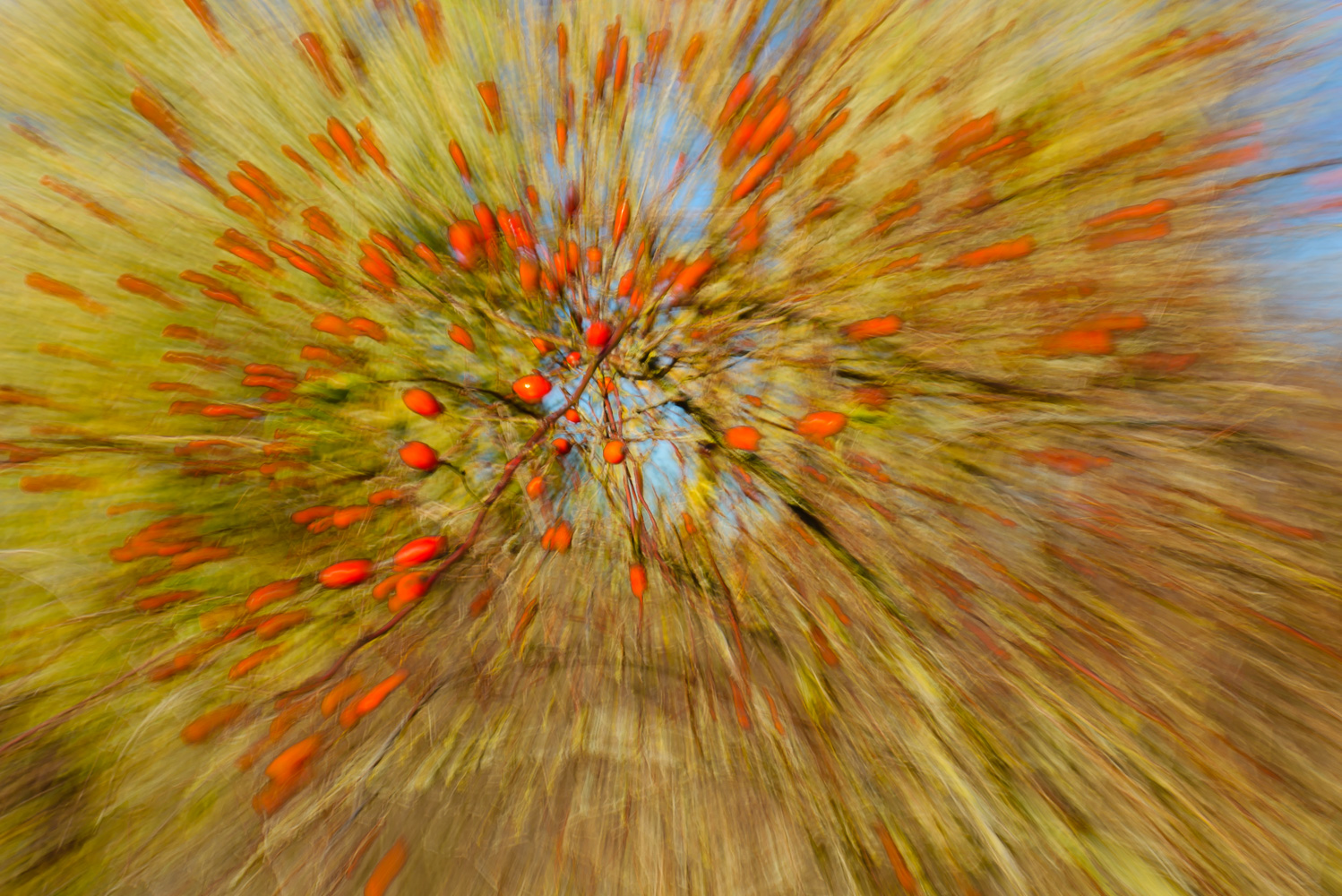 !Vitaminbombe! (oder "Hagebutten"...)