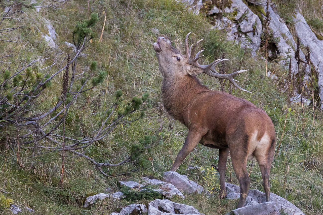 Flehmen