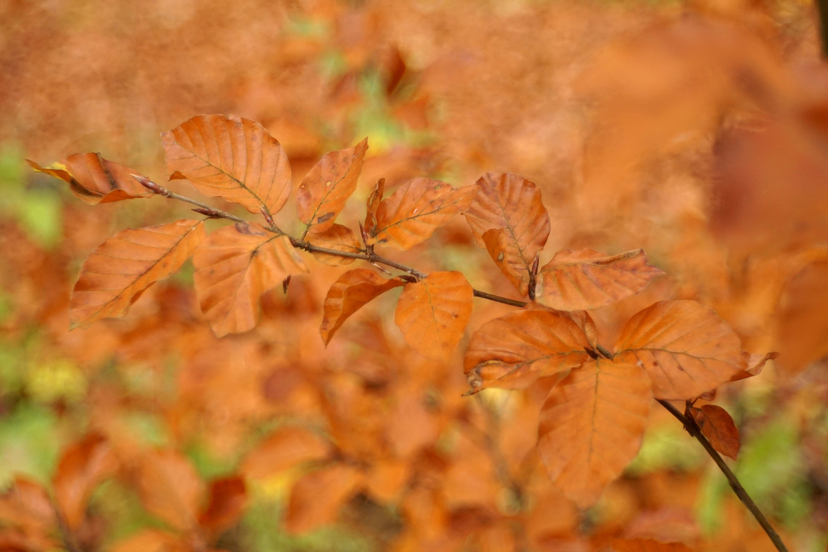 Herbstzweig