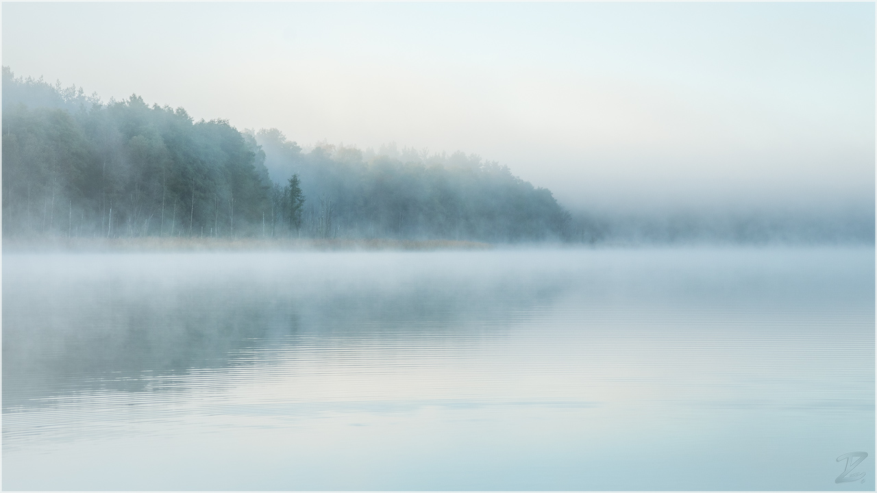 Uferwald im Nebel