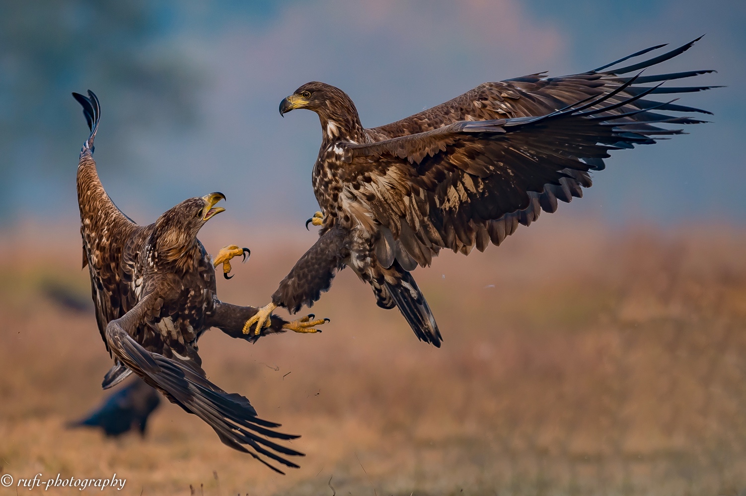 Seeadler Infight in Polen