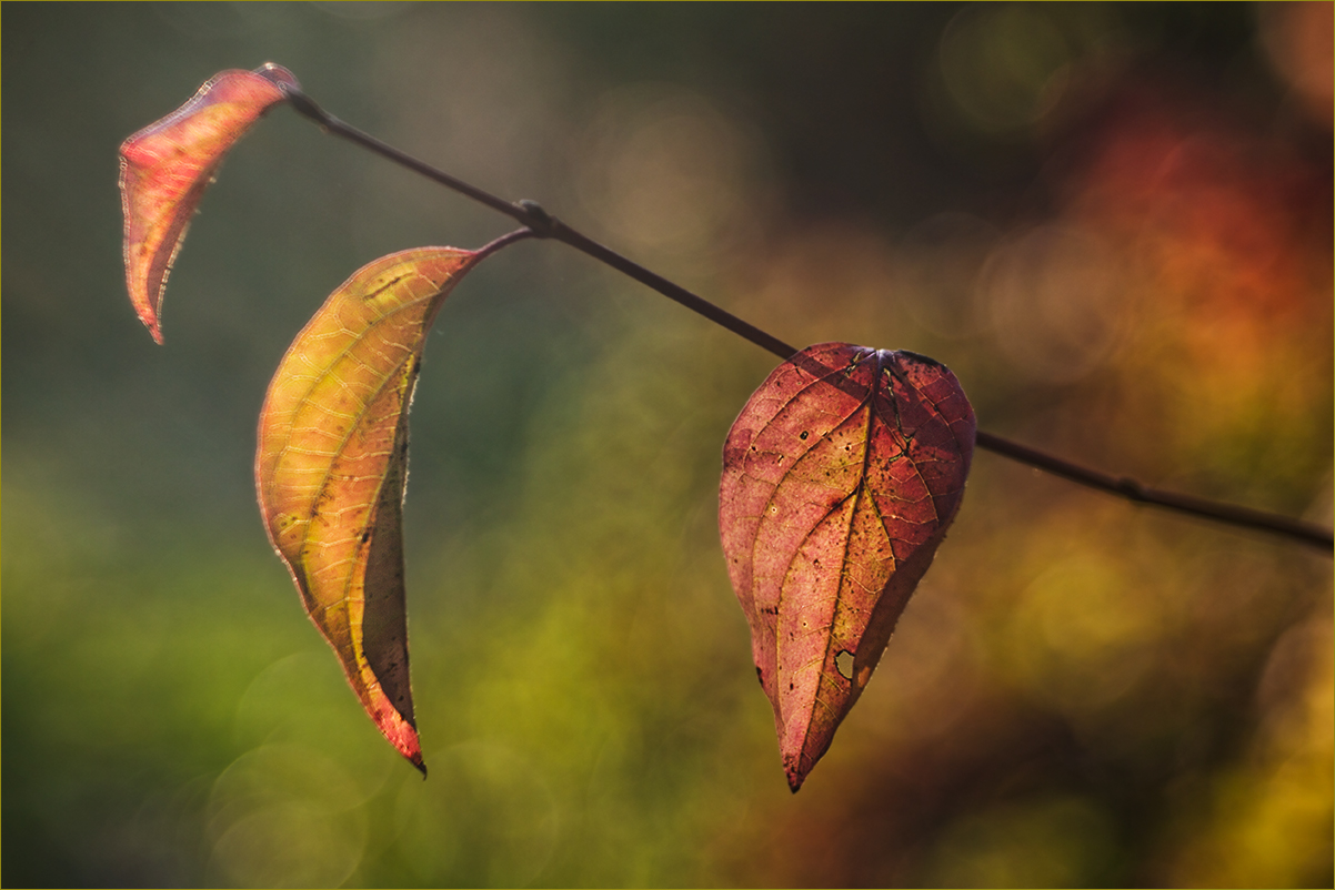 Herbstlaub