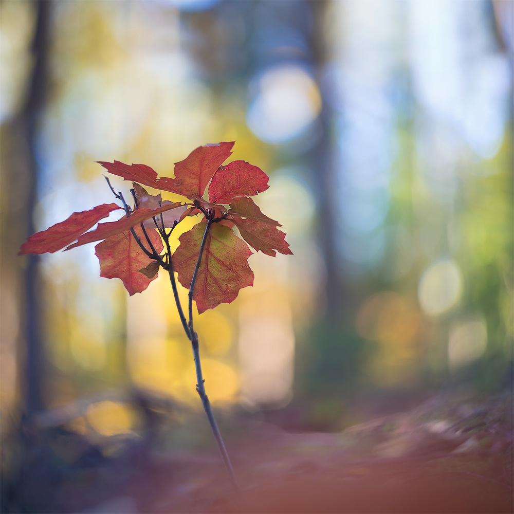 Im schönen bunten Herbstwald