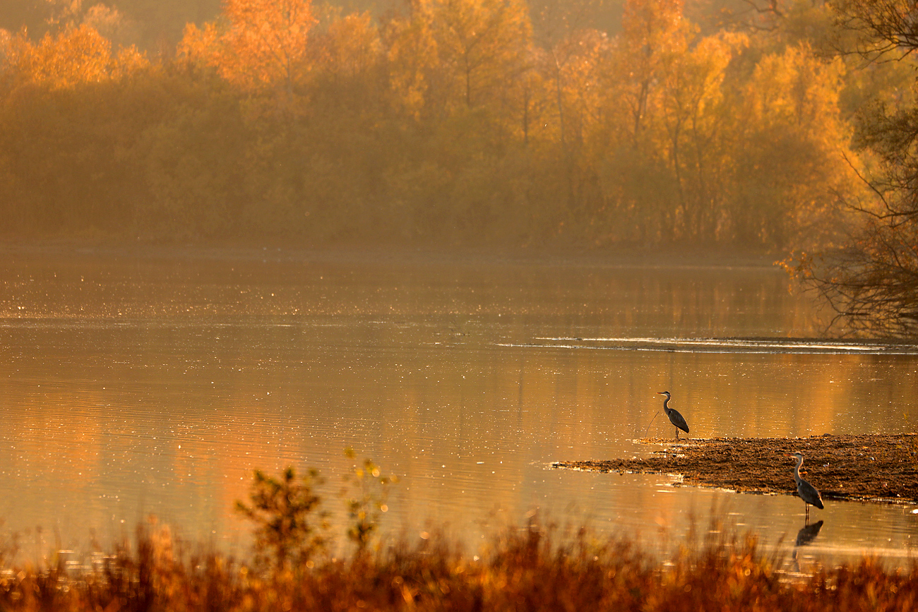 Herbststimmung im Ilkerbruch