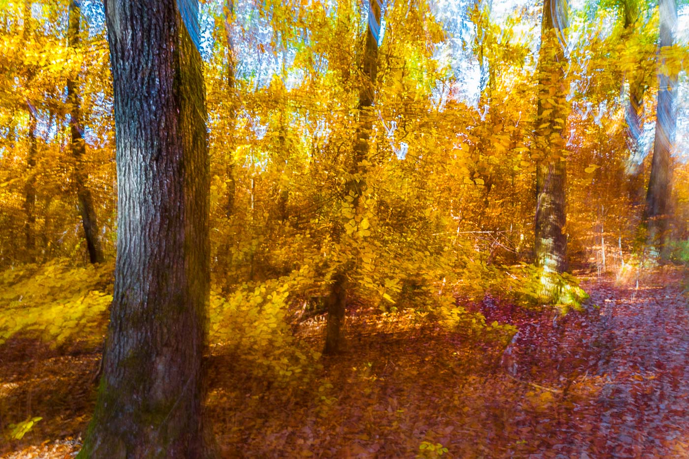 Herbstlicher Wald - gewischt