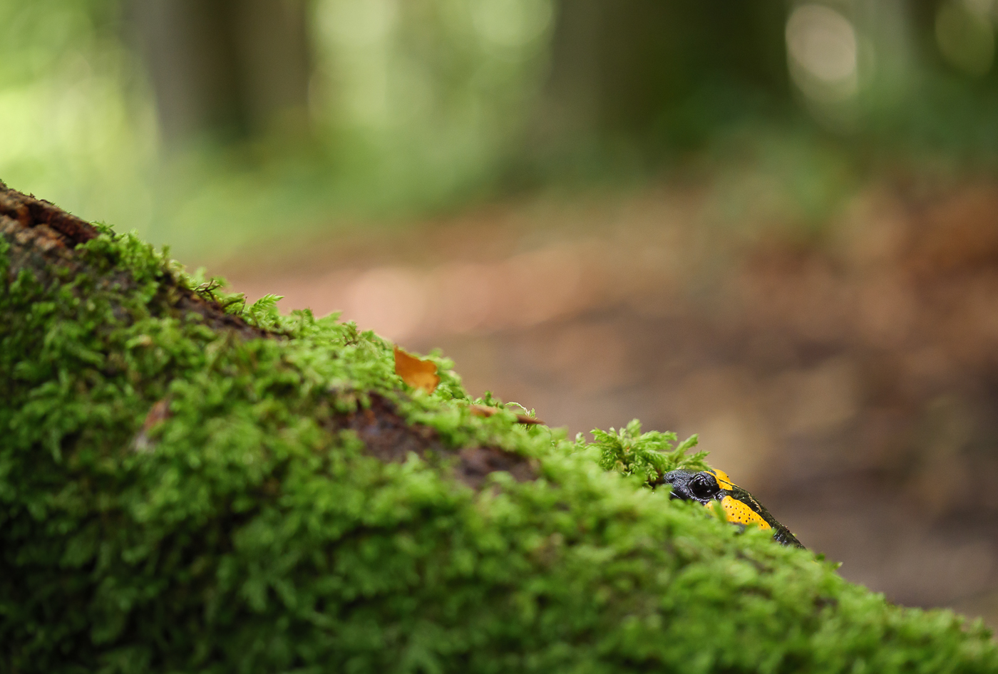 Versteck optimal, Tarnung weniger