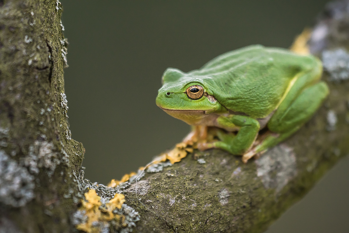 "Baumfrosch"