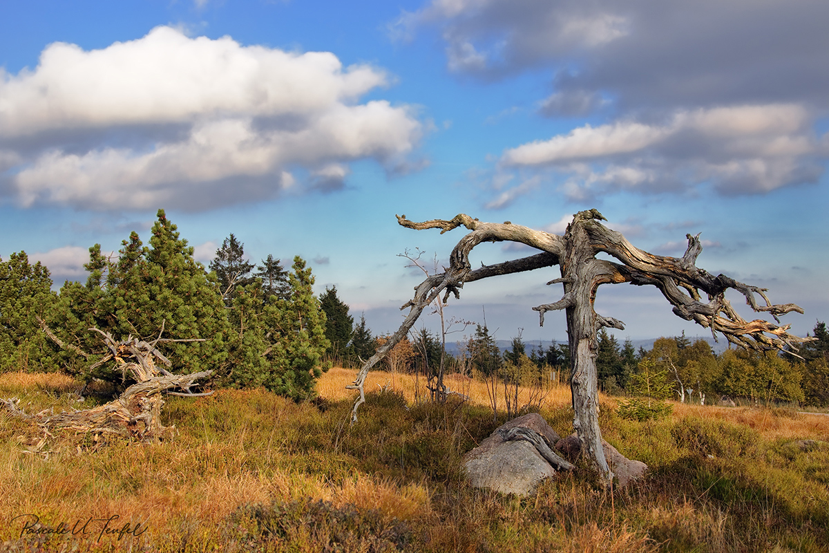 Grindenschwarzwald