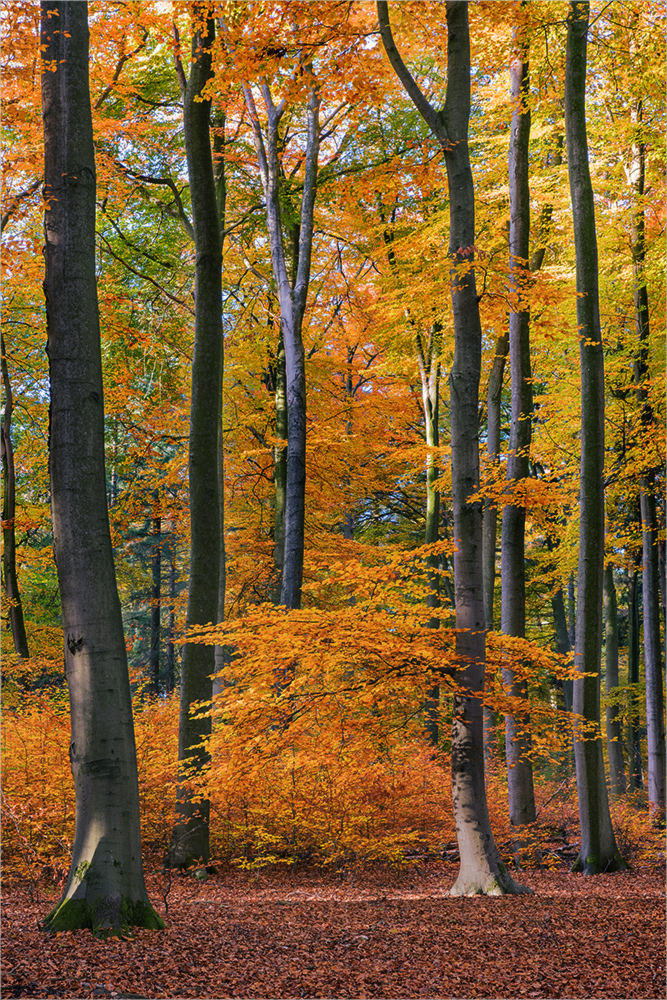 goldener November