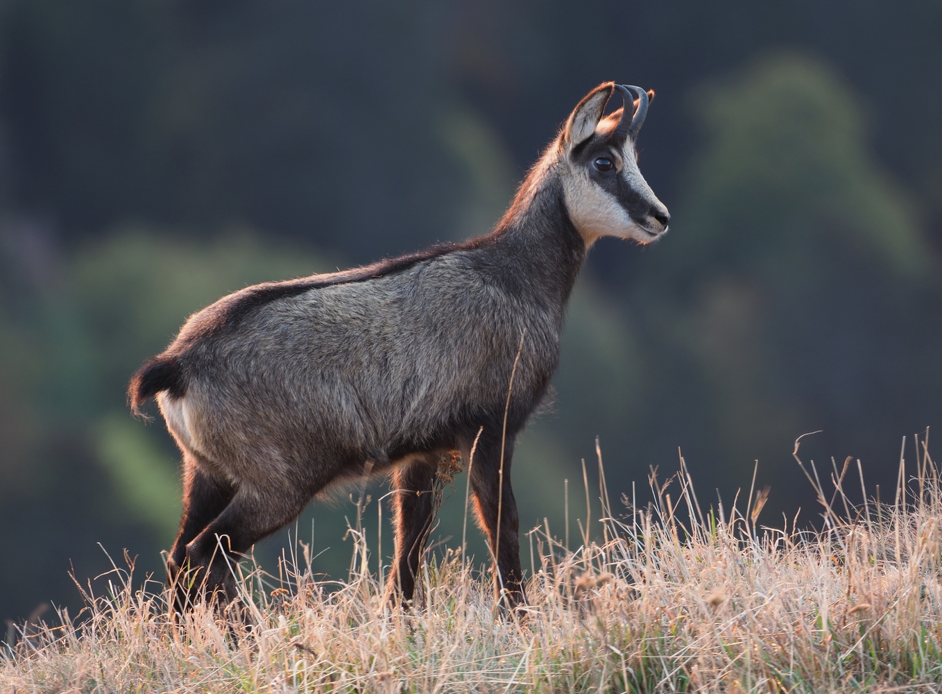 Gams (Forum für Naturfotografen)