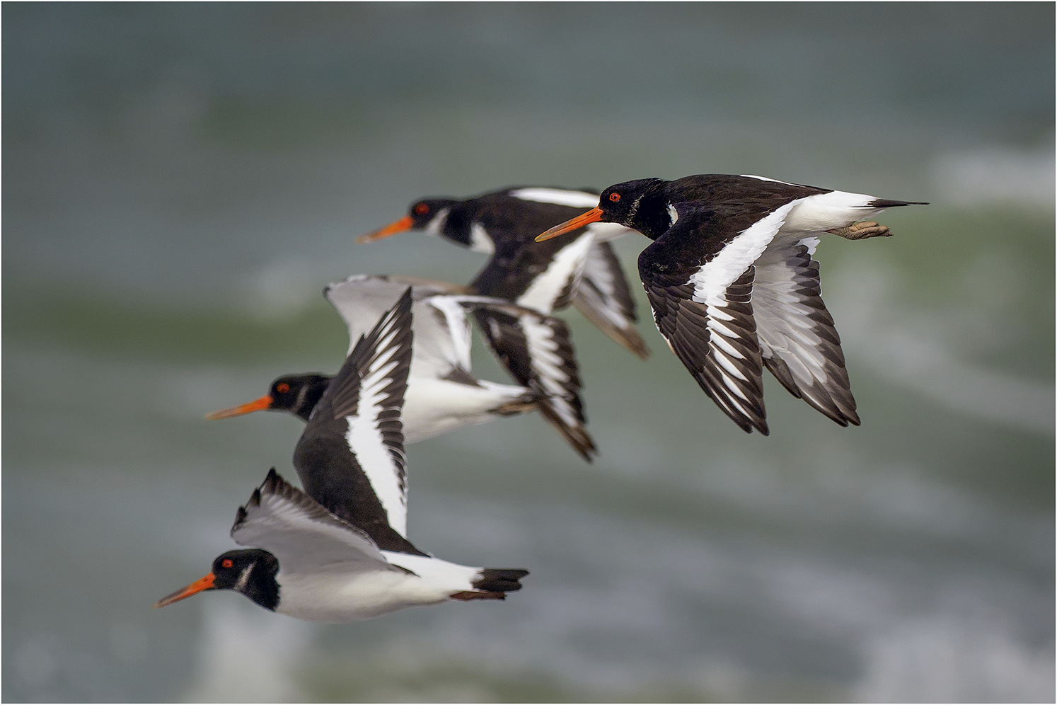 Staffelflug der Austernfischer