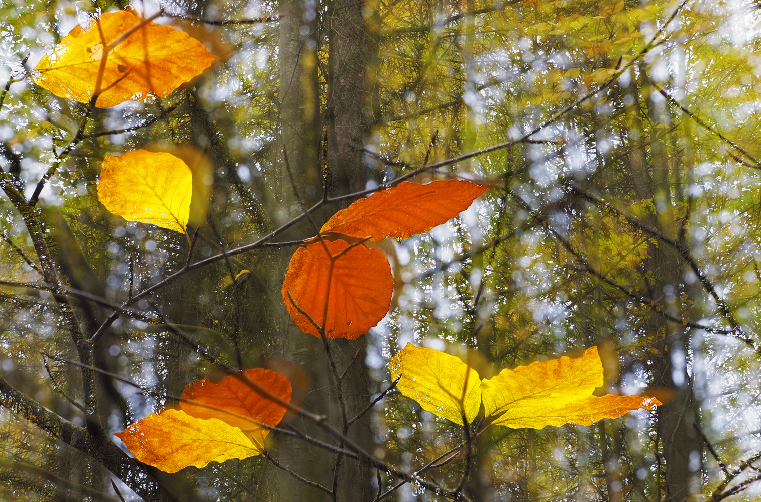 Dann eben Herbst