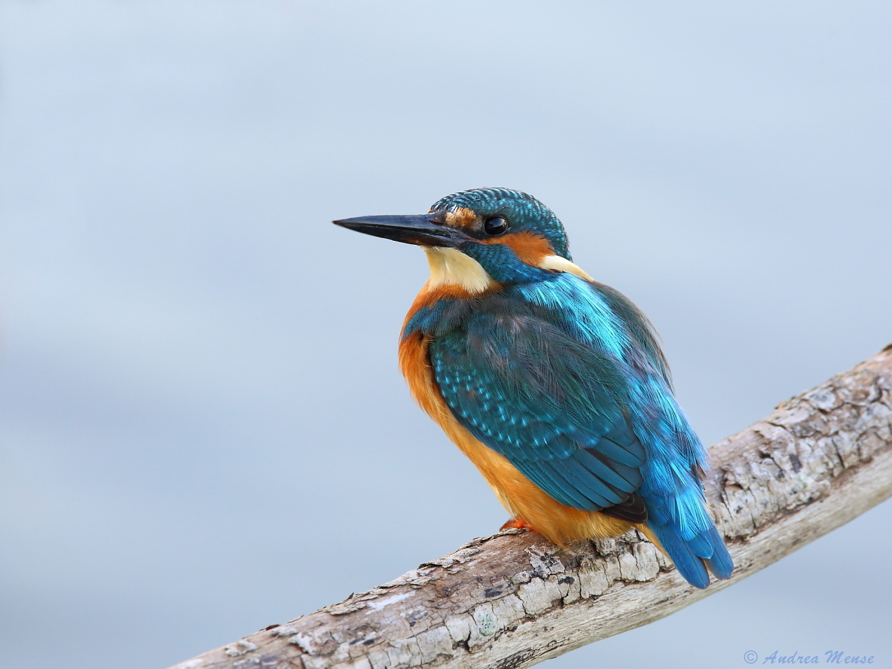 Mein schönstes Eisvogel-Foto