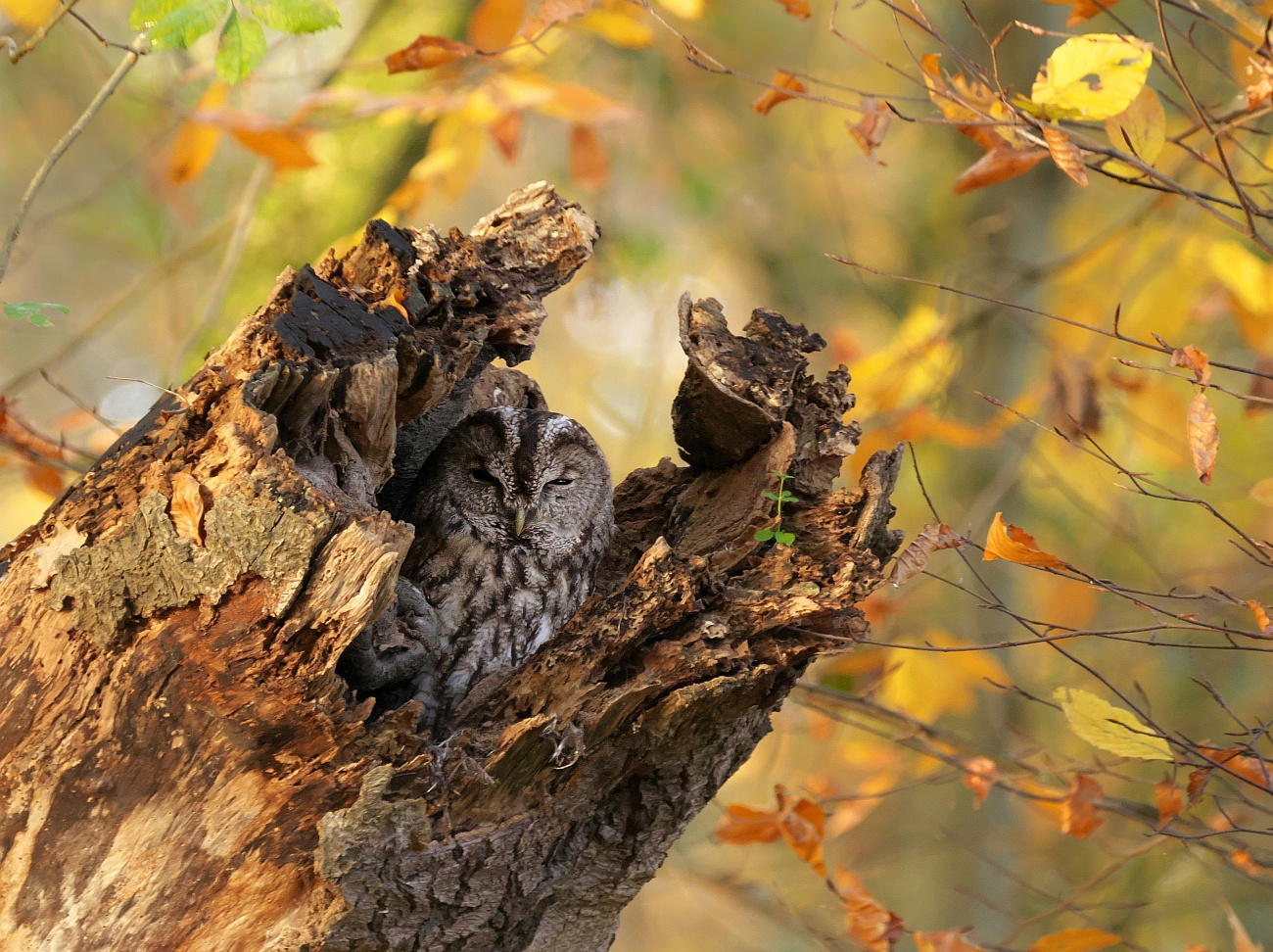 Herbstkauz