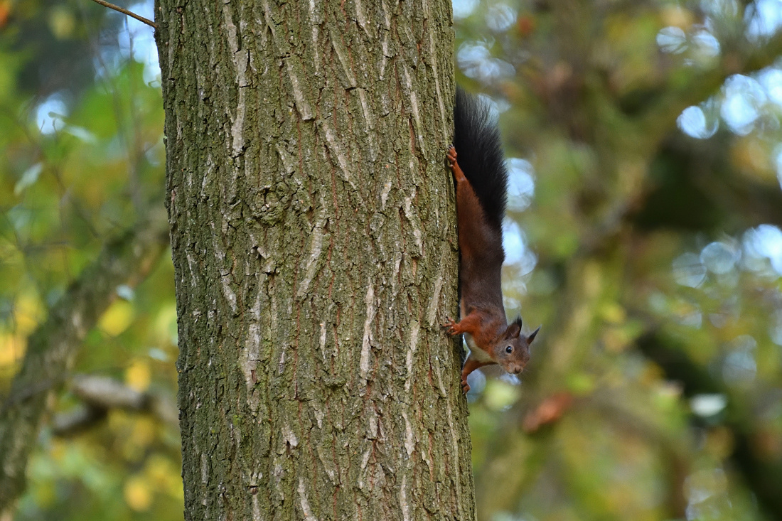 Eichhörnchen