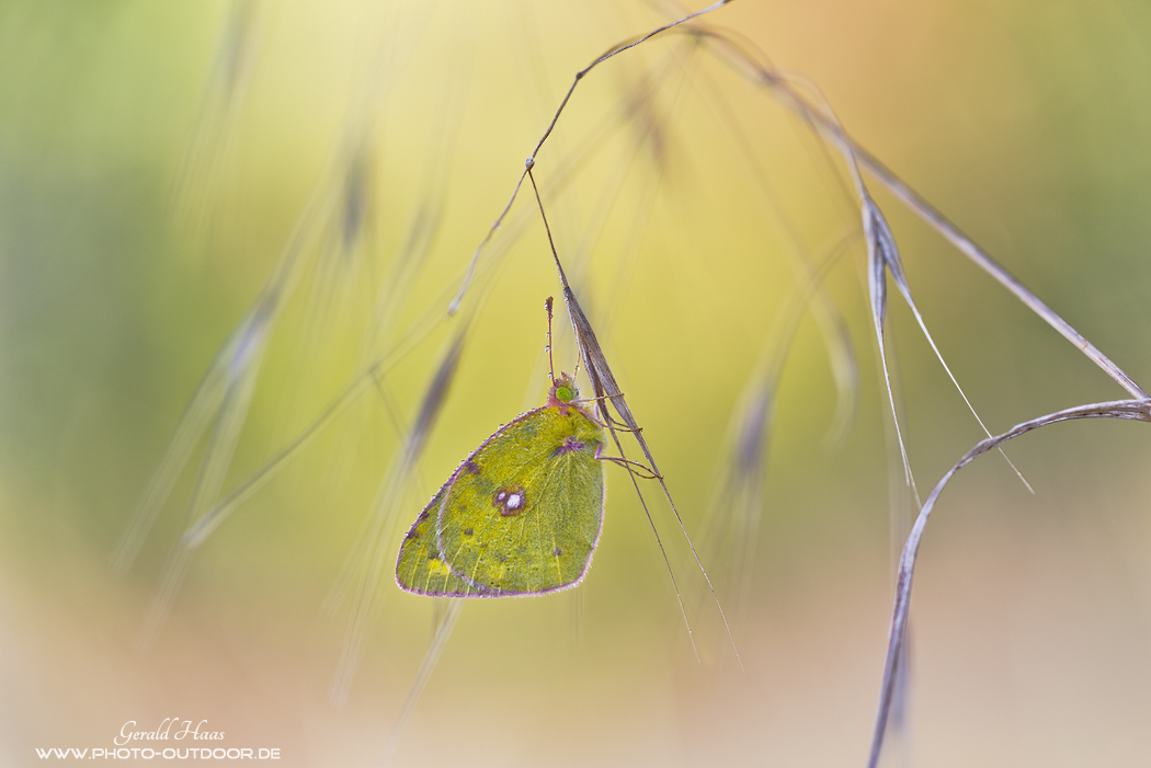 Makro-Sommer 2018