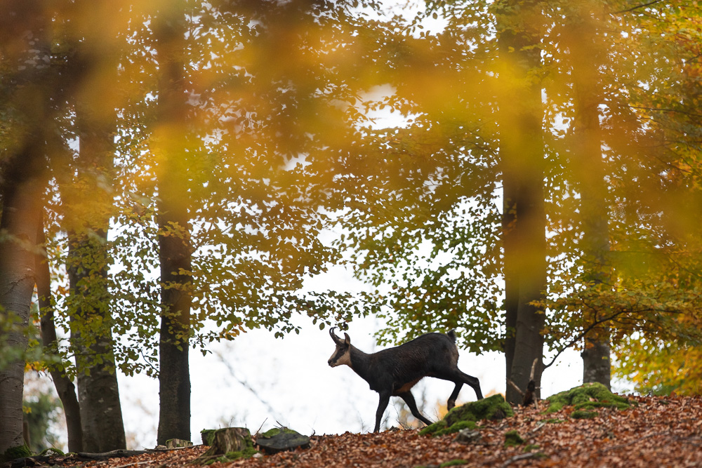 Herbstwald-Gams