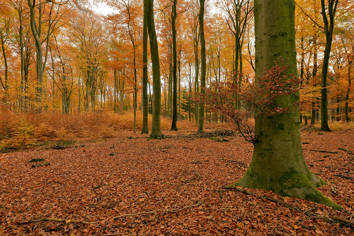 Herbstzeit