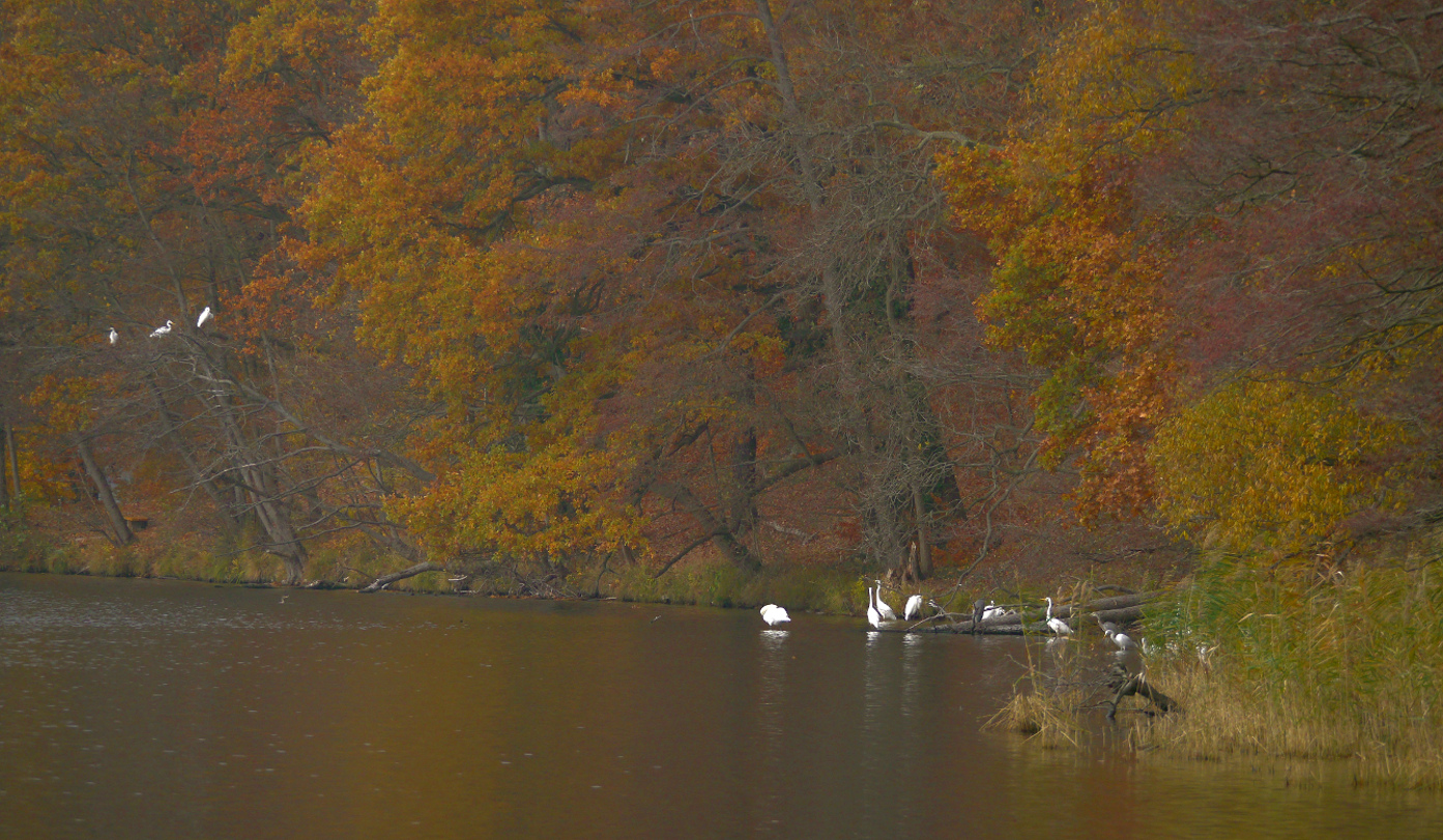 Herbstlandschaft mit Silber - und Graureihern