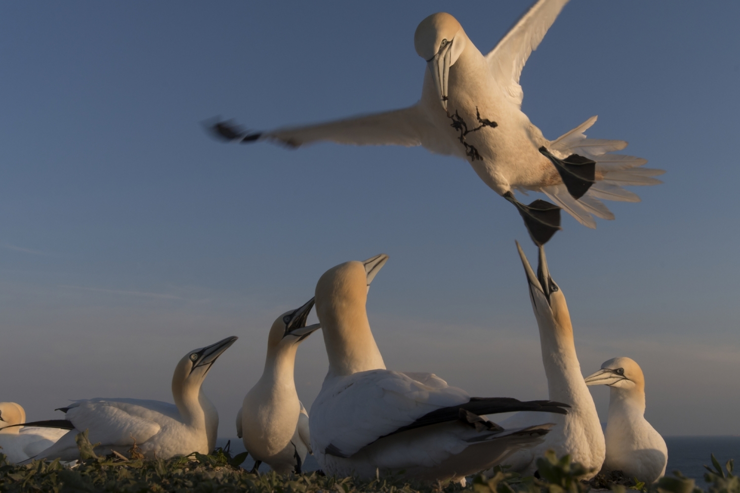 Basstölpel auf Helgoland