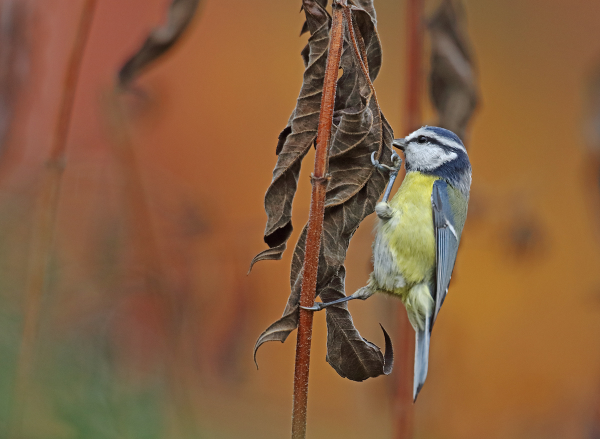 Herbstfarben....