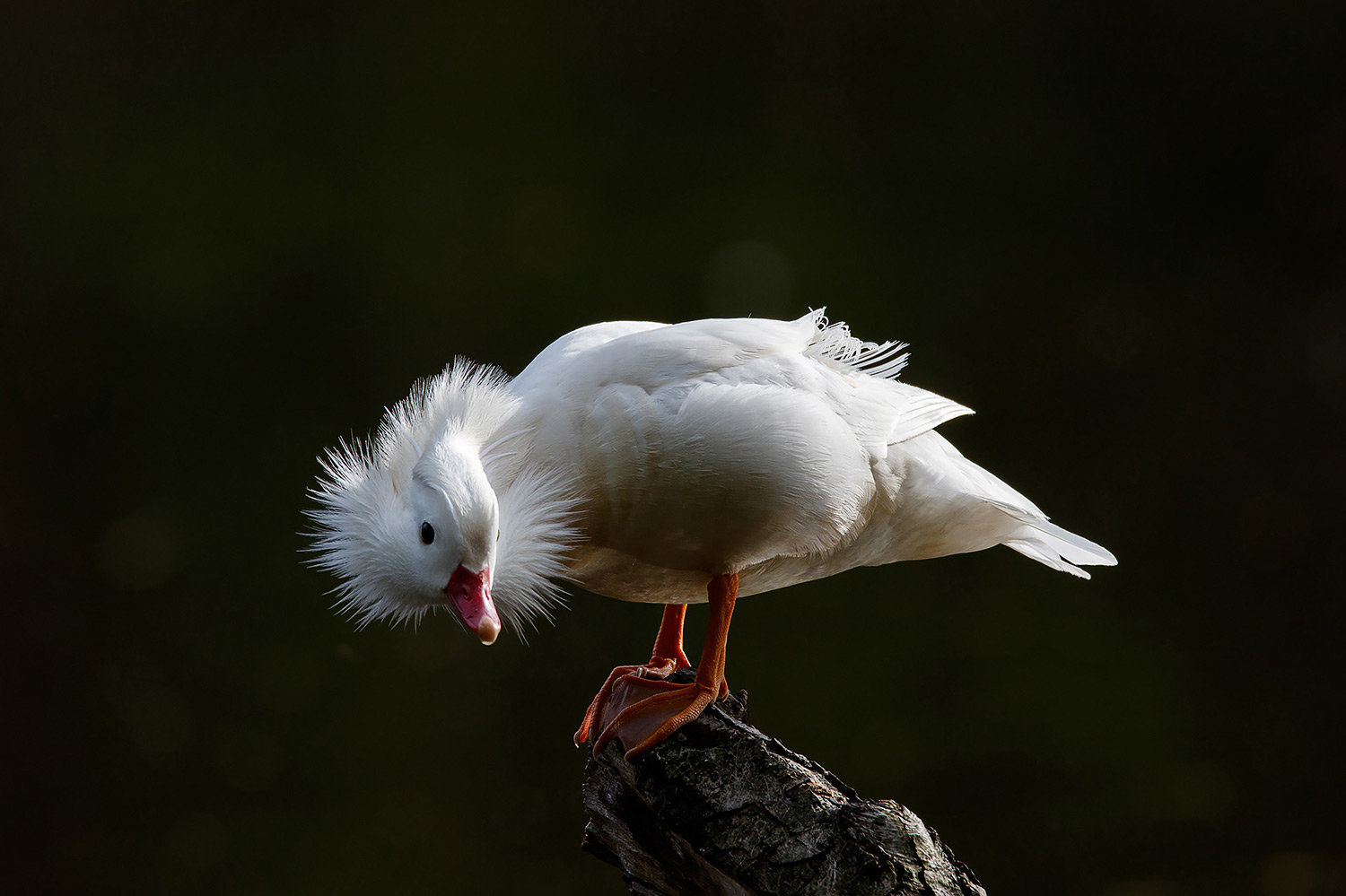 Weiße Mandarinente