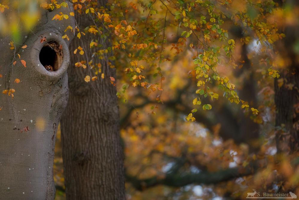 Bewunderer des Herbstes