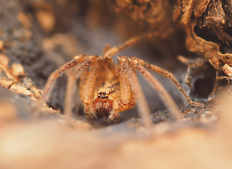 Zoropsis spinimana (Männchen)