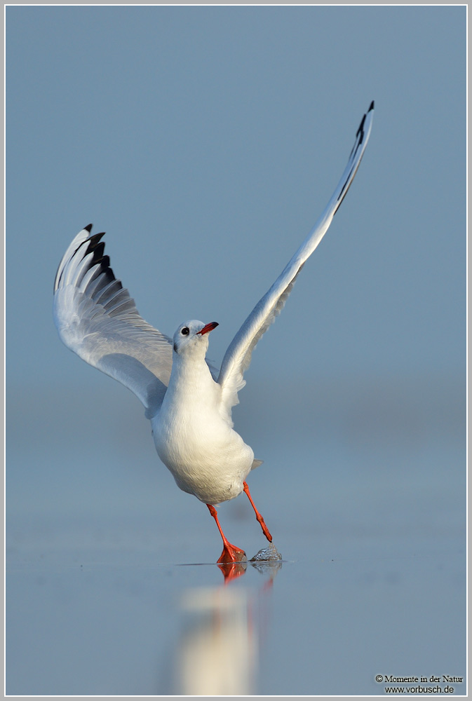 Lachmöwe (Larus ridibundus)