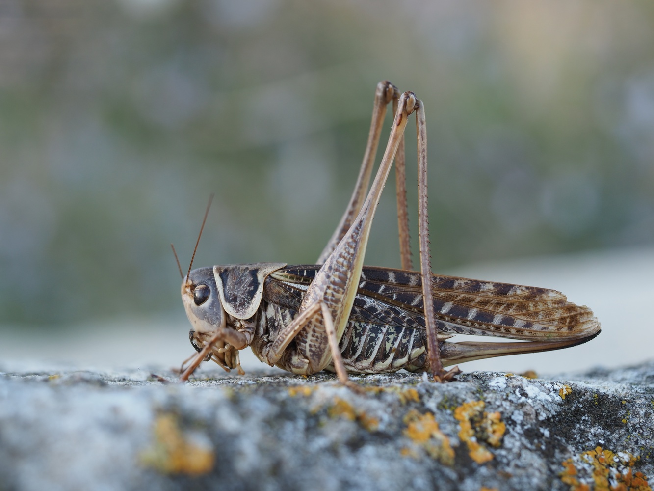 Heuschrecke - Südlicher Warzenbeißer (Decticus albifrons), Weibchen