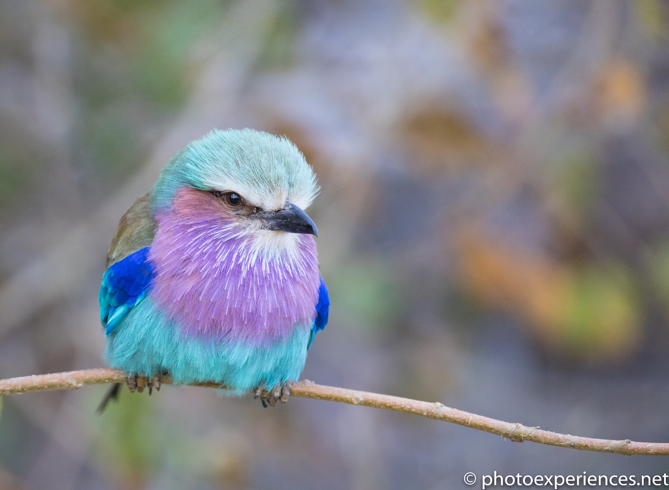 lilac-breasted roller