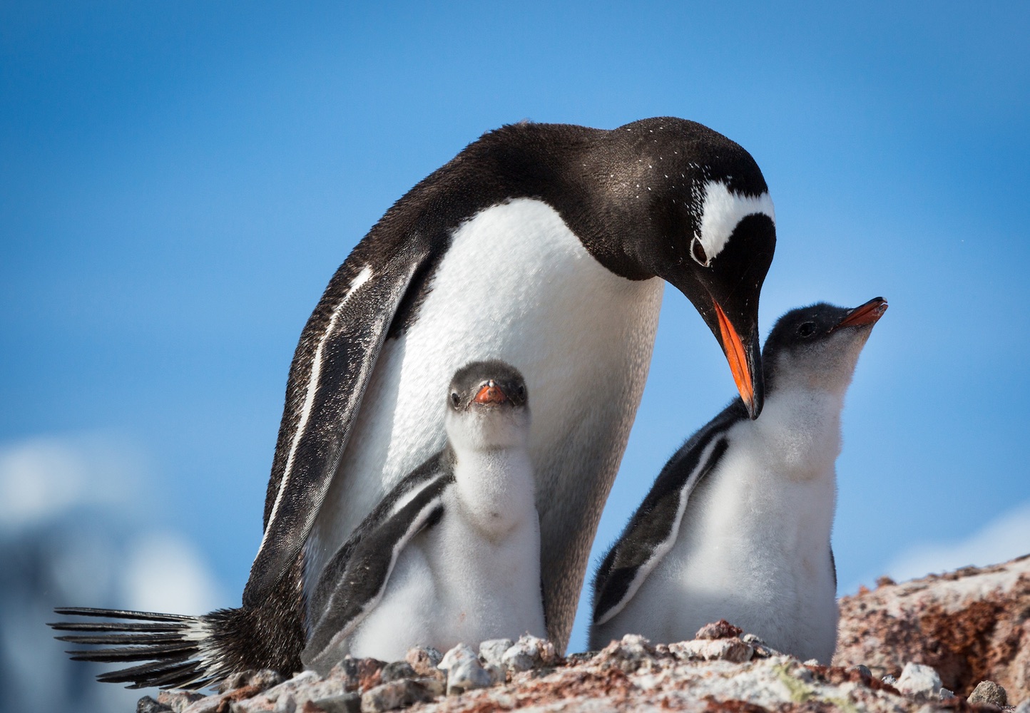 Eselspinguinfamilie (Forum für Naturfotografen)