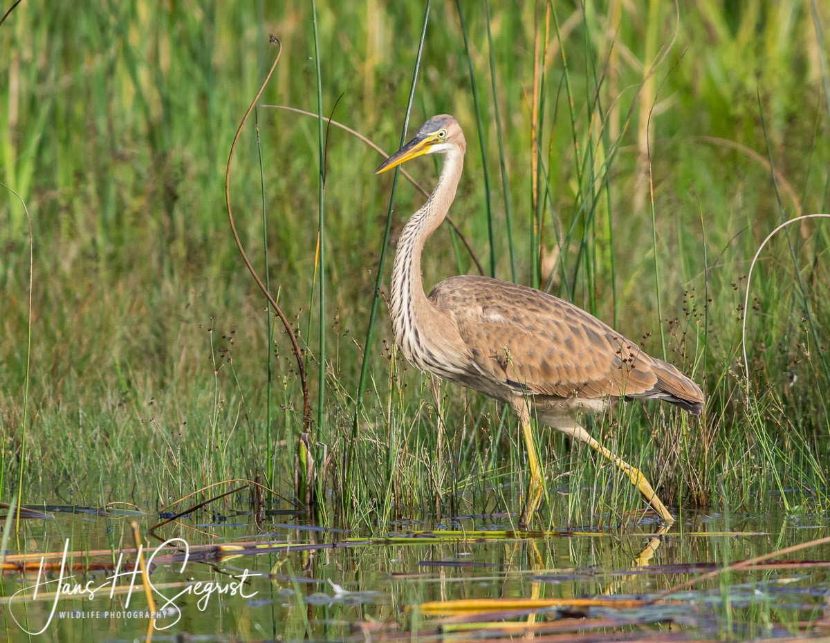 Purpurreiher (Ardea cinerea)