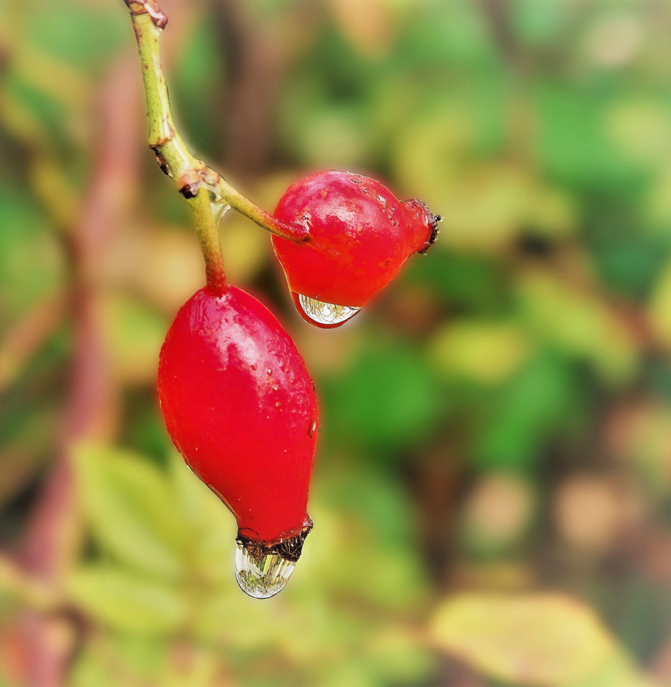 Herbstfrüchte