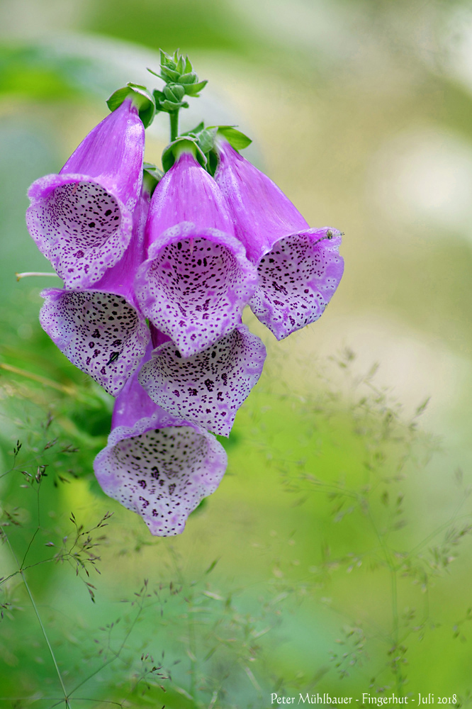 Danksagung an die schöne Blumenfabelwelt